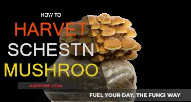 Harvesting Chestnut Mushrooms: A Step-by-Step Guide