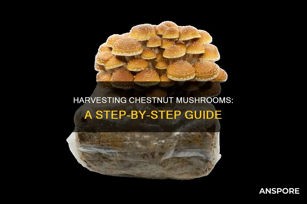 how to harvet schestnut mushrooms