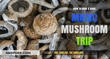 Mastering the Art of a Safe and Transformative Magic Mushroom Journey