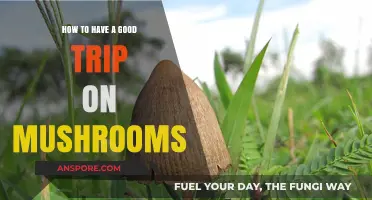 Mastering the Art of a Safe and Transformative Mushroom Journey