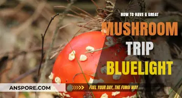 Mastering a Safe and Transformative Mushroom Trip: Bluelight Guide