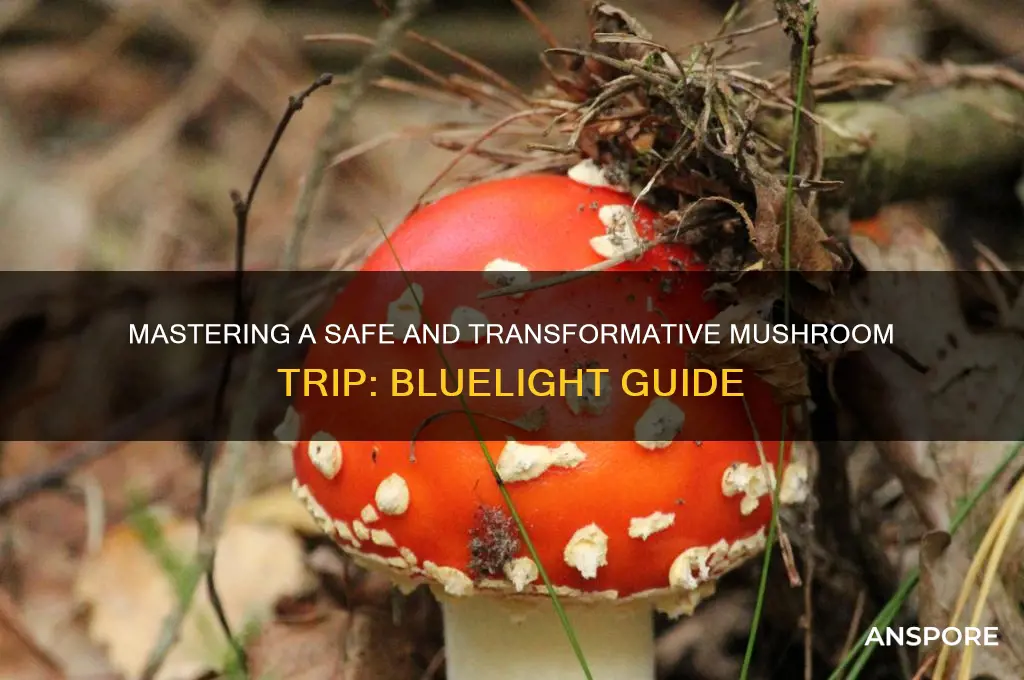 how to have a great mushroom trip bluelight