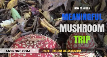 Cultivating Meaning: A Guide to Intentional and Transformative Mushroom Journeys