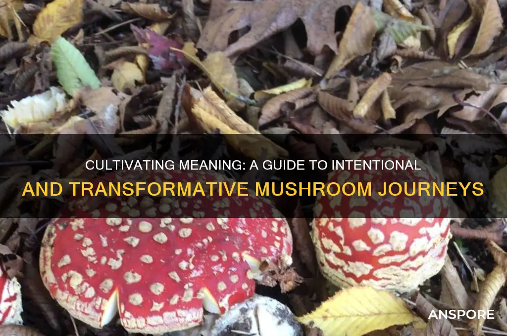 how to have a meaningful mushroom trip