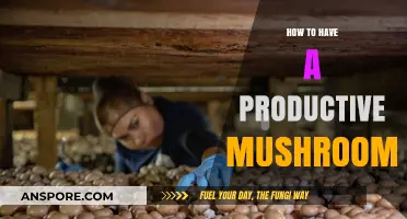 Maximize Your Mushroom Harvest: Tips for Productive Mushroom Cultivation
