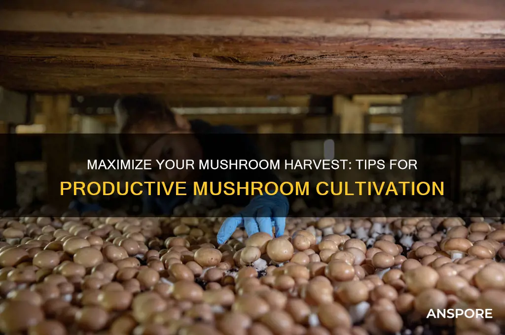 how to have a productive mushrooms