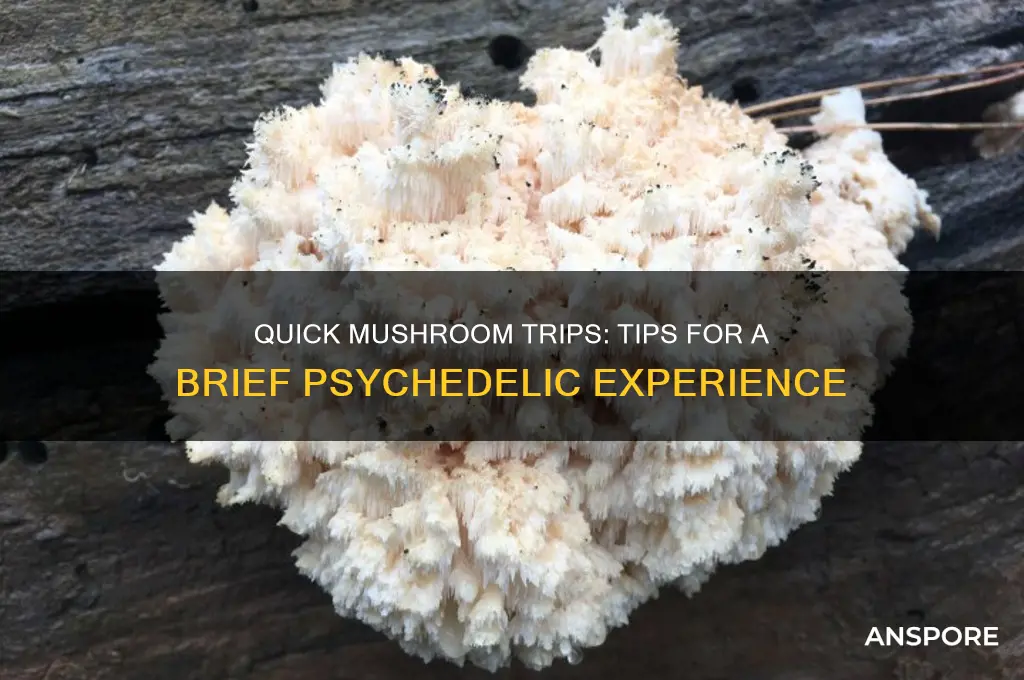 how to have a short mushroom trip
