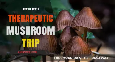 Guided Journey: Safe and Healing Therapeutic Mushroom Trip Experience