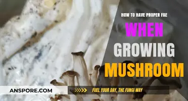 Mastering Mushroom Cultivation: Essential Tips for Proper FAE Techniques