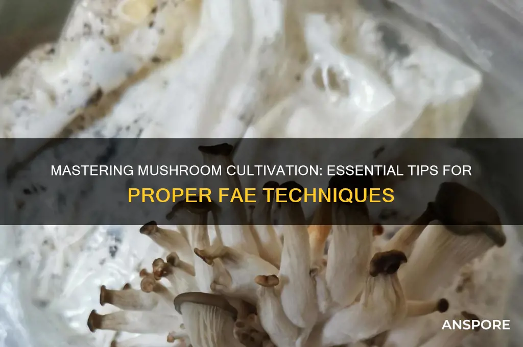 how to have proper fae when growing mushrooms