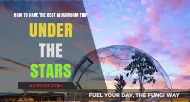 Stargazing and Shrooms: A Guide to Celestial Psychedelic Bliss