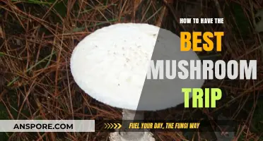 Mastering the Art of a Transformative Mushroom Journey Safely