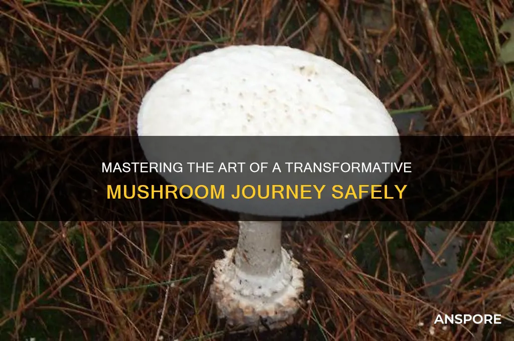 how to have the best mushroom trip
