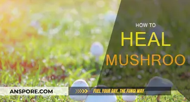 Healing Mushroomized: A Natural Approach to Wellness