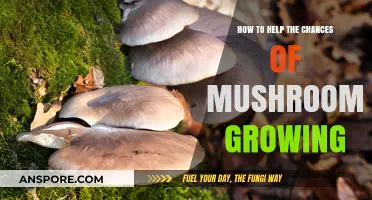 Boost Mushroom Growth: Essential Tips for a Thriving Fungal Harvest