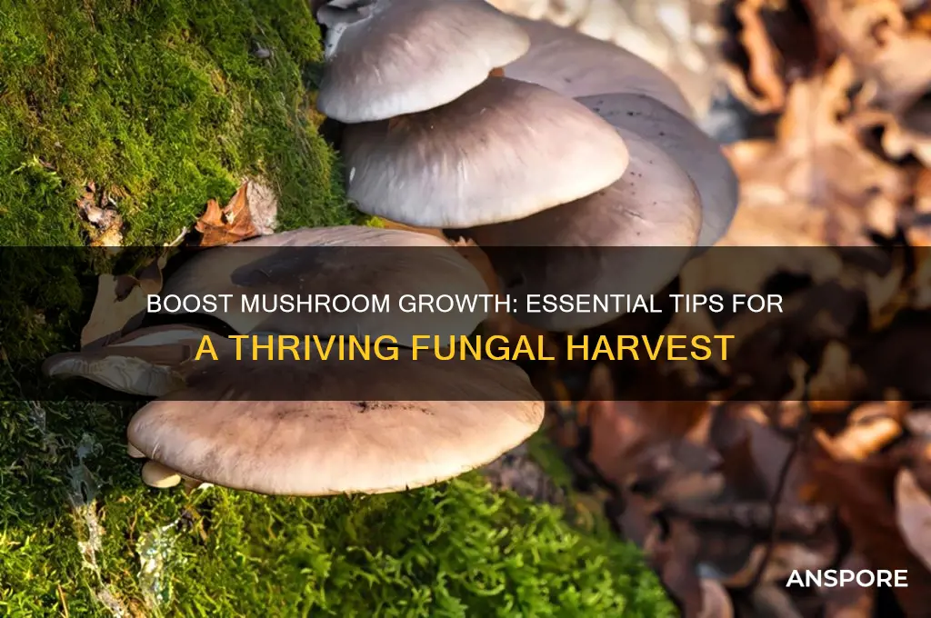 how to help the chances of mushrooms growing