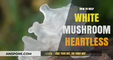Nurturing White Mushroom Heartless: Essential Care Tips for Healthy Growth
