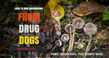 Concealing Mushrooms: Effective Strategies to Evade Drug Detection Dogs