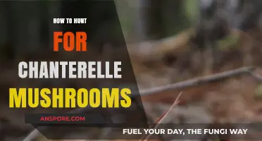 Mastering the Art of Chanterelle Hunting: Tips for Foraging Success