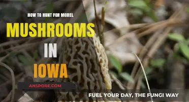 Iowa Morel Mushroom Hunting: Tips for Finding Spring's Elusive Treasure