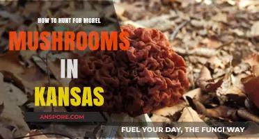 Kansas Morel Mushroom Hunting: Tips for Finding These Elusive Delicacies