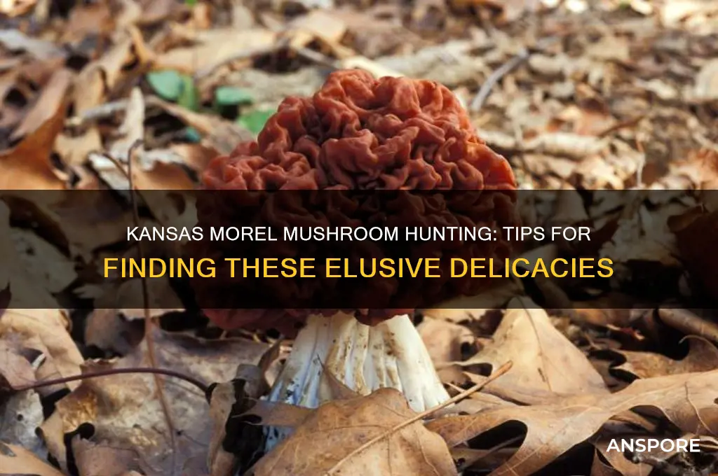 how to hunt for morel mushrooms in kansas
