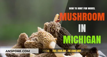 Michigan Morel Hunting: Tips for Finding These Elusive Spring Mushrooms