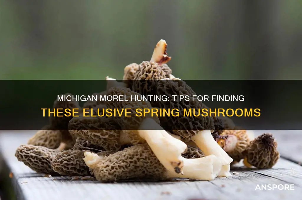 how to hunt for morel mushrooms in michigan