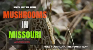 Missouri Morel Mushroom Hunting: Tips, Timing, and Top Spots