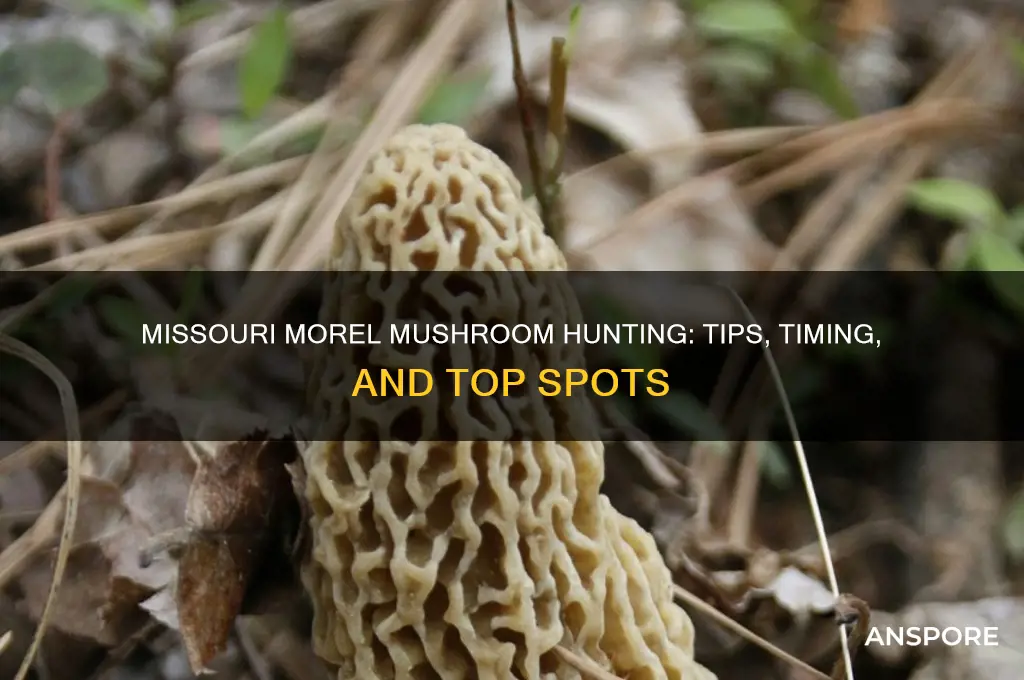 how to hunt for morel mushrooms in missouri