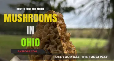 Ohio Morel Mushroom Hunting: Tips, Timing, and Top Spots