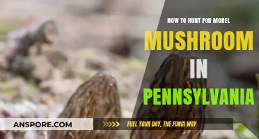 Pennsylvania Morel Mushroom Hunting: Tips, Timing, and Top Spots