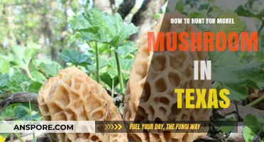 Texas Morel Mushroom Hunting: Tips, Timing, and Top Spots