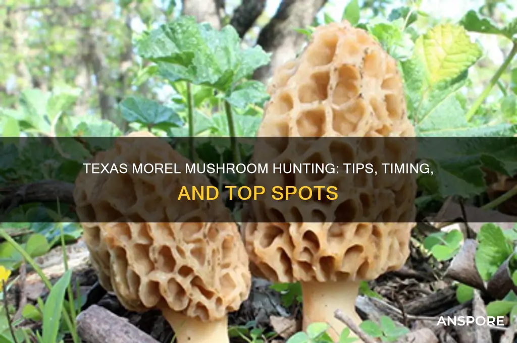 how to hunt for morel mushrooms in texas