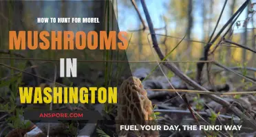 Hunting Morel Mushrooms in Washington: Tips for a Successful Foray