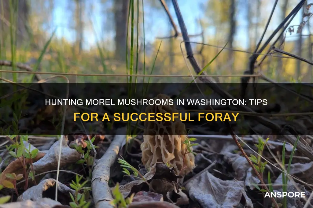 how to hunt for morel mushrooms in washington