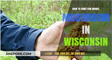 Wisconsin Morel Mushroom Hunting: Tips, Timing, and Top Spots