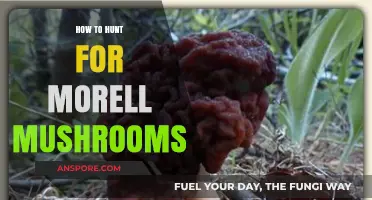 Mastering the Art of Hunting for Morels: Tips and Techniques