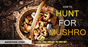 Mushroom Hunting: A Beginner's Guide to Foraging