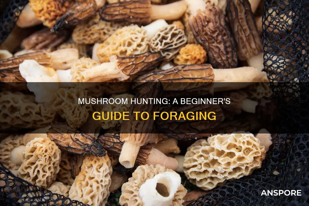 how to hunt for mushrooms