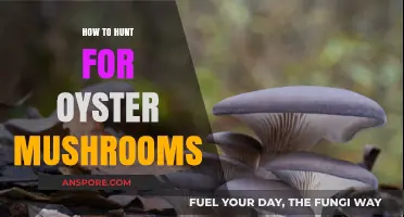 Mastering the Art of Hunting Oyster Mushrooms in the Wild