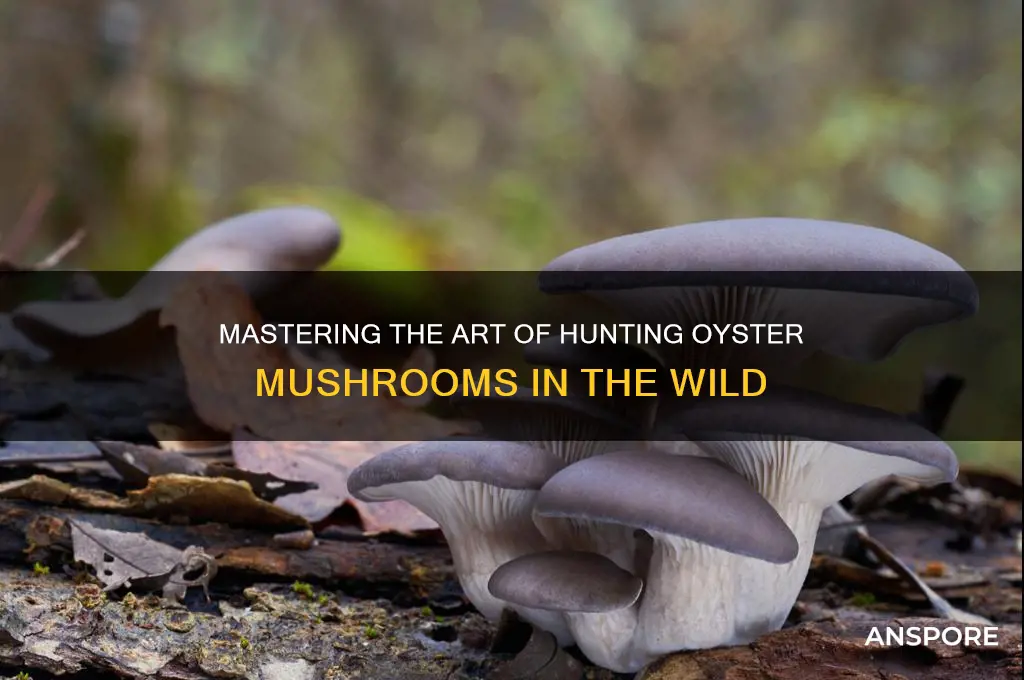 how to hunt for oyster mushrooms