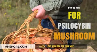 Foraging Psilocybin Mushrooms: A Beginner's Guide to Safe Hunting