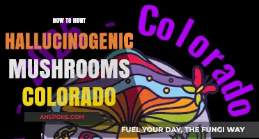Exploring Colorado's Psychedelic Mushrooms: A Guide to Safe Foraging