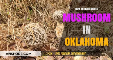 Hunting Morel Mushrooms in Oklahoma: Tips for a Successful Foray