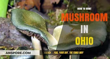 Ohio Mushroom Hunting: Tips for Finding Foraging Treasures in the Wild