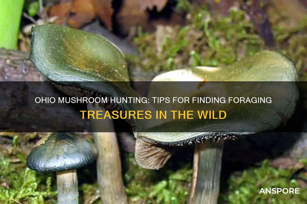 how to hunt mushrooms in ohio