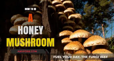 Identifying Honey Mushrooms: A Beginner's Guide to Spotting This Fungus