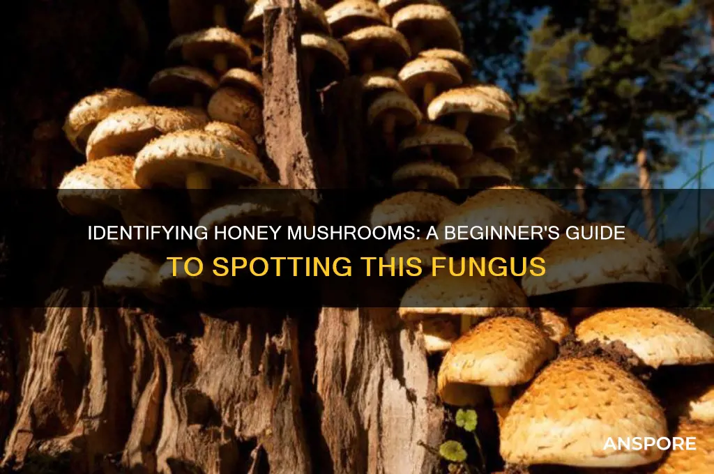 how to id a honey mushroom
