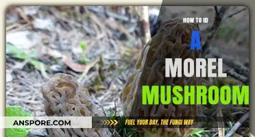 Mastering Morel Identification: Essential Tips for Spotting These Prized Mushrooms